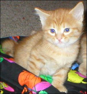 It's Garfield!