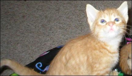 It's Garfield!
