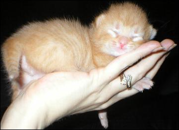 It's Garfield!