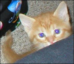 It's Garfield!