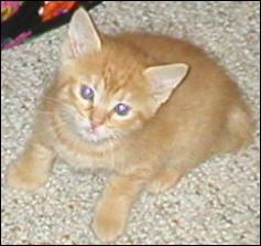 It's Garfield!