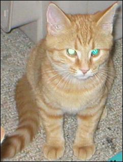 It's Goldie!