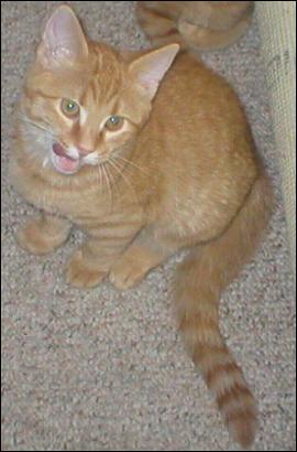 It's Goldie!