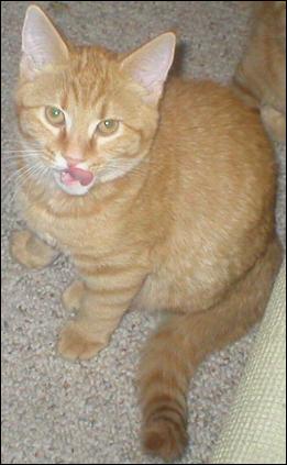 It's Goldie!