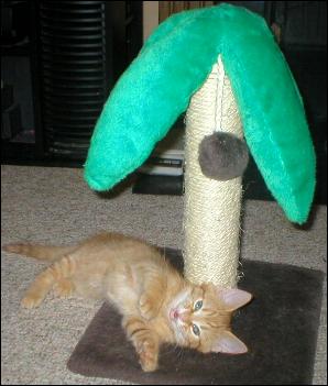Meet the Kitties!