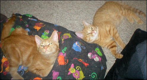 Meet the Kitties!