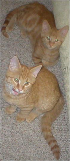 Meet the Kitties!