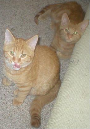 Meet the Kitties!