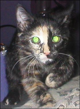 It's Gypsy!