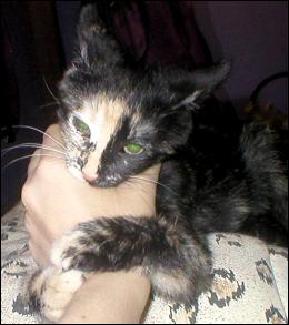 It's Gypsy!