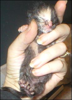 It's baby Gypsy!