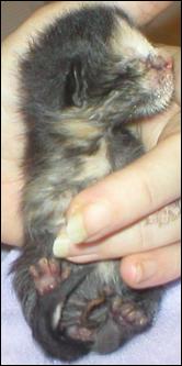 It's baby Gypsy!