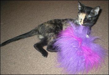 It's Gypsy!