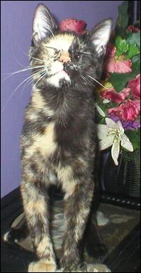It's Gypsy!