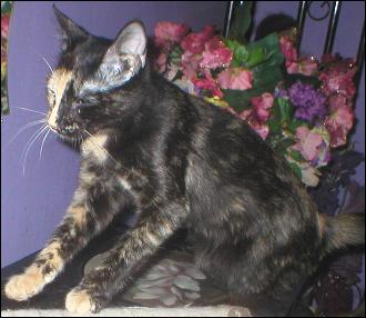 It's Gypsy!