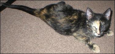 It's Gypsy!