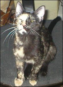 It's Gypsy!