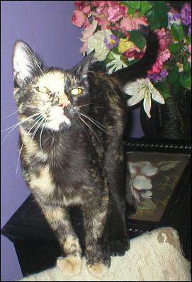 It's Gypsy!
