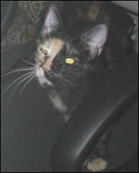 It's Gypsy!