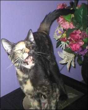 It's Gypsy!
