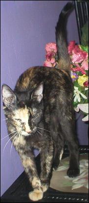 It's Gypsy!
