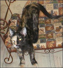 It's Gypsy!