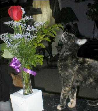It's baby Gypsy!