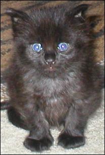 It's Blackjack!