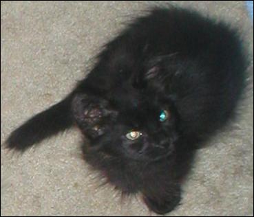 It's Blackjack!