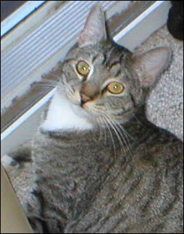It's Mittens!