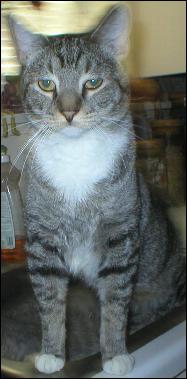 It's Mittens!