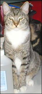 It's Mittens!