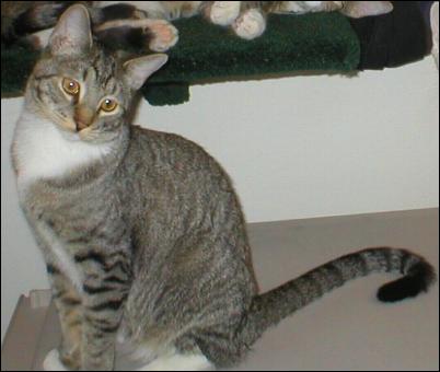 It's Mittens!