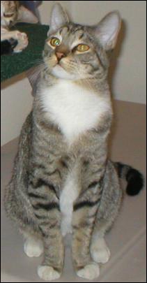 It's Mittens!