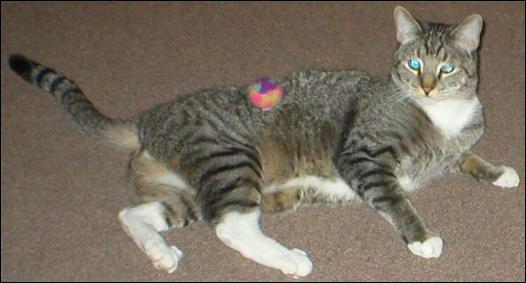 Meet the Kitties!