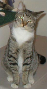 It's Mittens!
