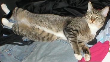 It's Mittens!