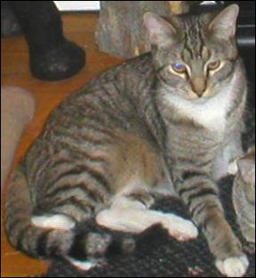 It's Mittens!