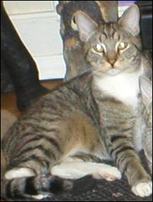 It's Mittens!