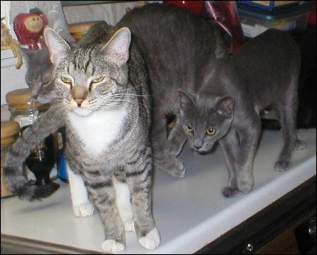 Meet the Kitties!