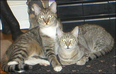 Meet the Kitties!