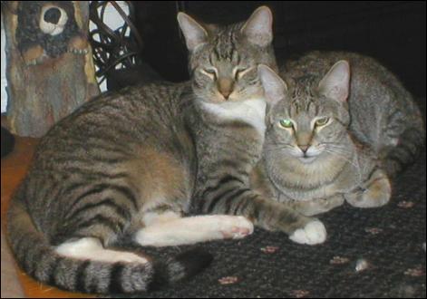Meet the Kitties!