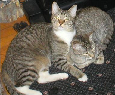 Meet the Kitties!