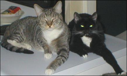 Meet the Kitties!