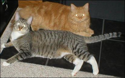 Meet the Kitties!
