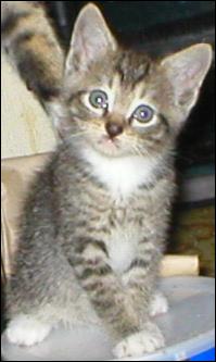 It's Mittens!