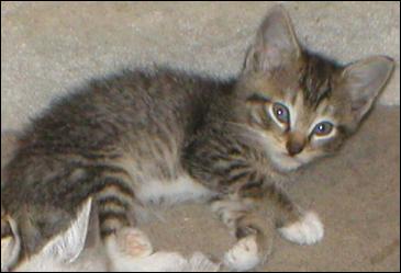 It's Mittens!