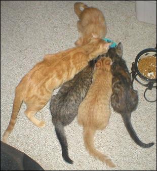Meet the Kitties!