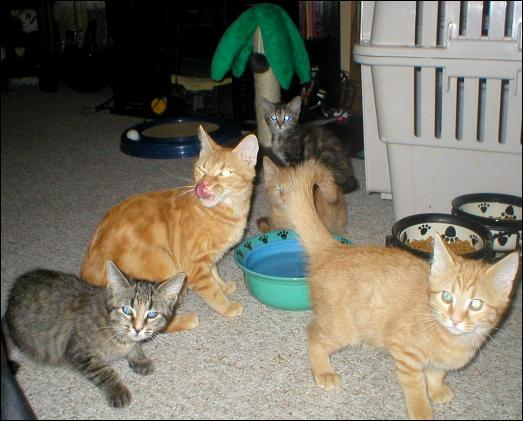 Meet the Kitties!