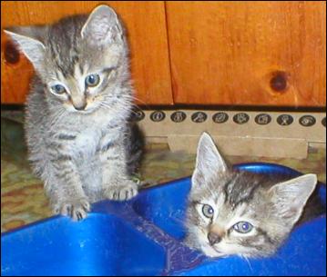 Meet the Kitties!
